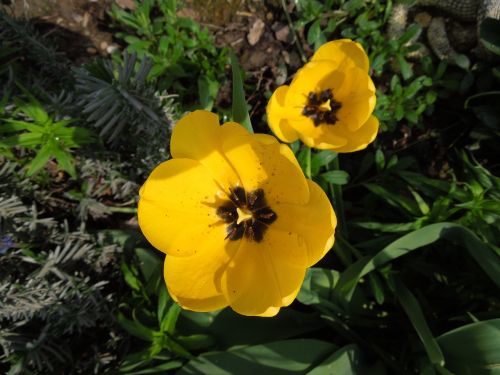 tulip yellow flowers