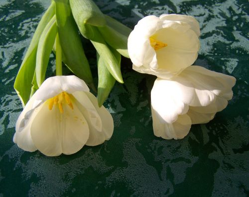 tulip white flower cut flower