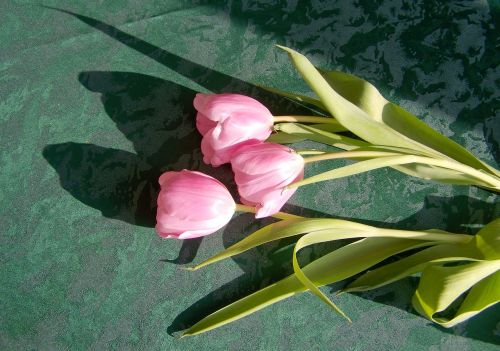 tulip pink flower cut flower
