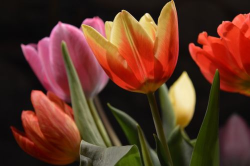 tulip flower colorful