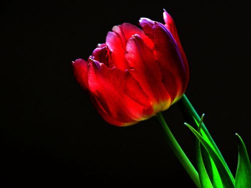 tulip tulpenbluete blossom