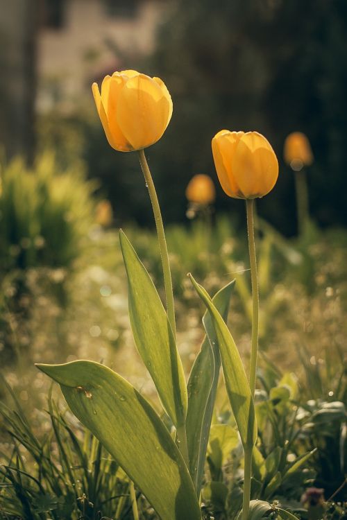 tulip flower blooming