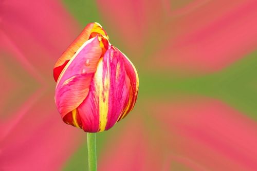 tulip red yellow flower