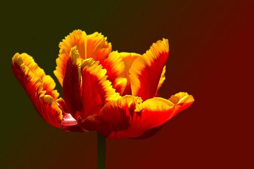 tulip parrot tulip red yellow