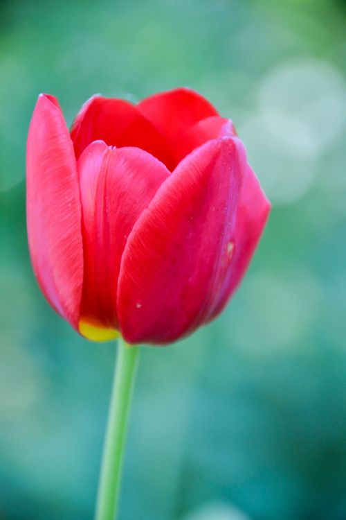 tulip macro detail
