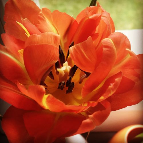 tulip orange flower