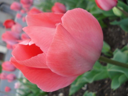 tulip pink flower