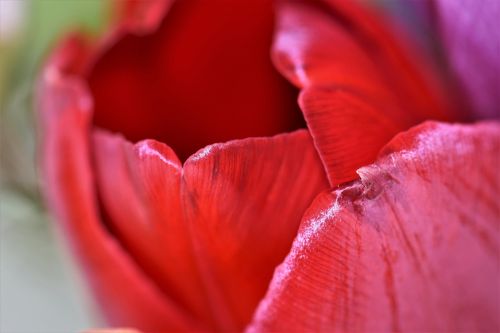 tulip flower blossom