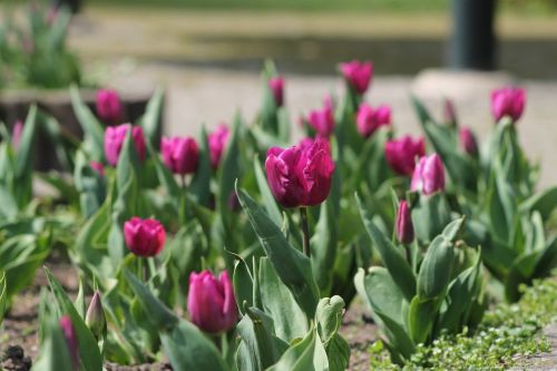 tulip spring flower