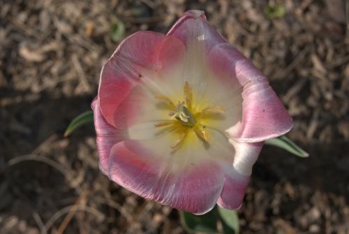 tulip flowers blossoms