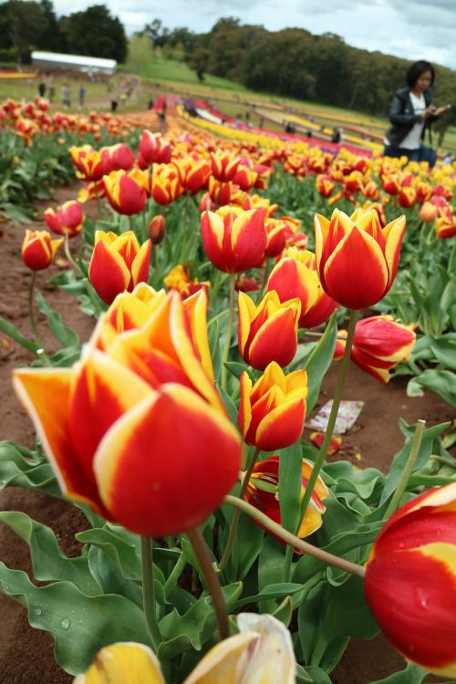 tulip flower red