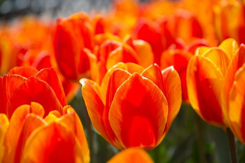 tulip spring red flower