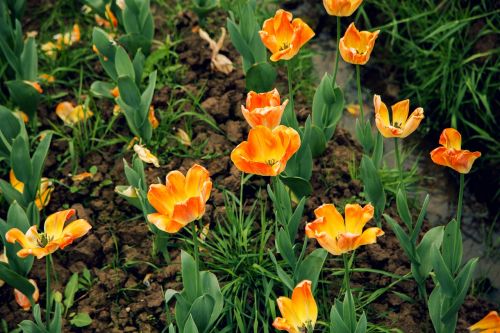 tulip orange natural landscape