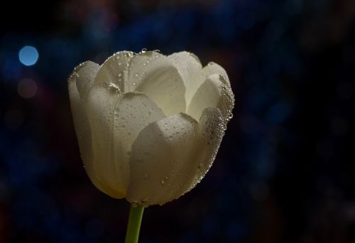 tulip white drops