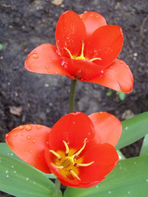 tulip red flower close