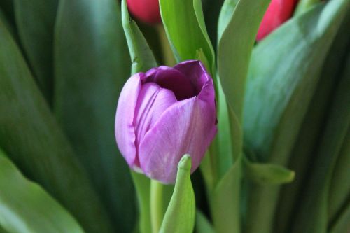 tulip tulips purple tulip