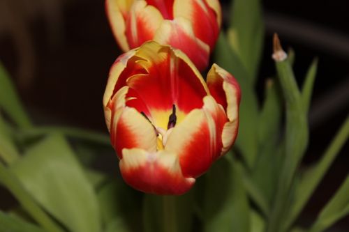 tulip spring flower