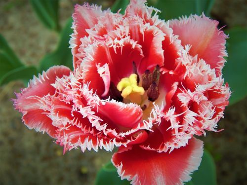 tulip makrosemka flowers
