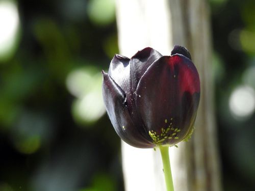 tulip blossom bloom