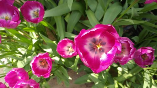 tulip spring flowers flower horn