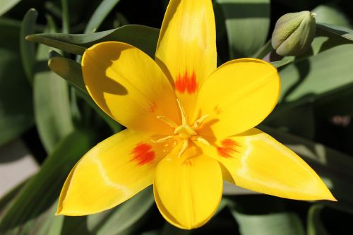 tulip flower sunny