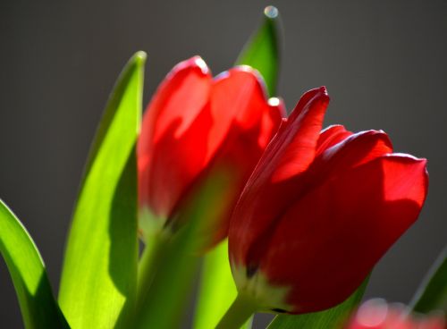tulip nature red