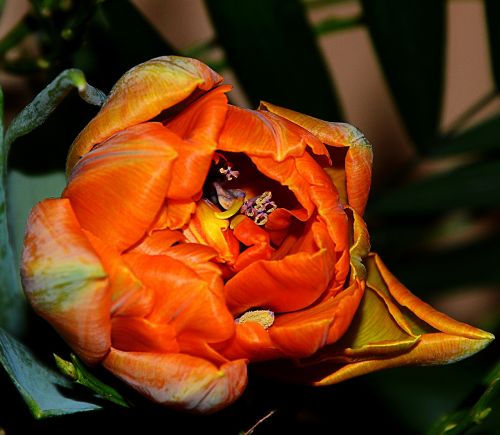 tulip blossom bloom