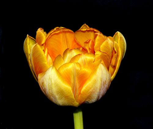 tulip blossom bloom