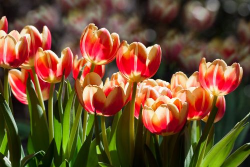 tulip spring flower flower