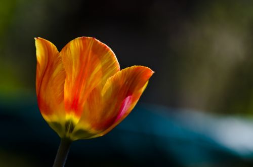 tulip spring orange