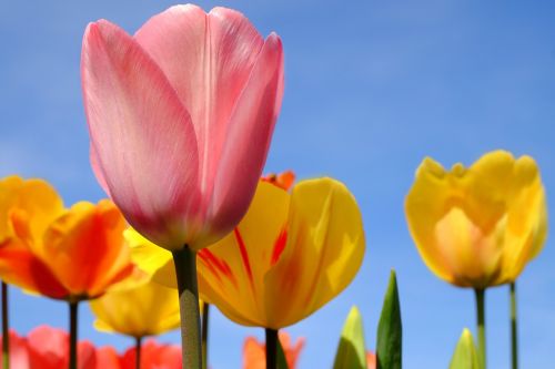 tulip flower blossom