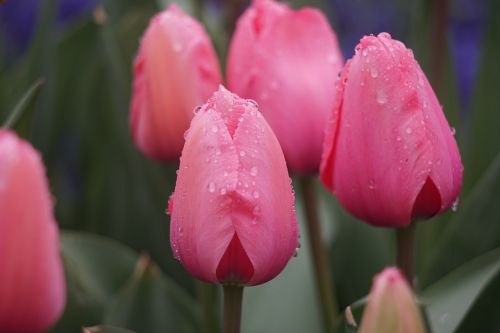 tulip stone elephant lake chengdu