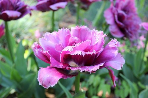 tulip frans tulip pink flower