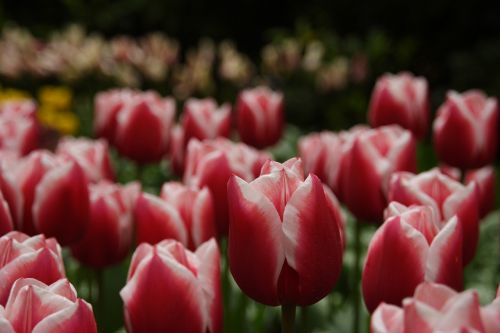 tulip flower