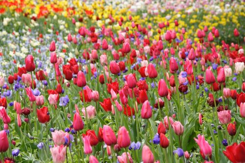 tulip tulip spring flower