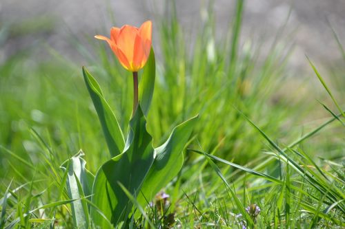 tulip flower spring