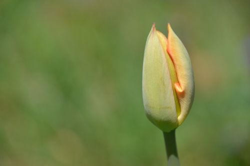 tulip flower spring