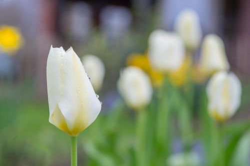 tulip white green