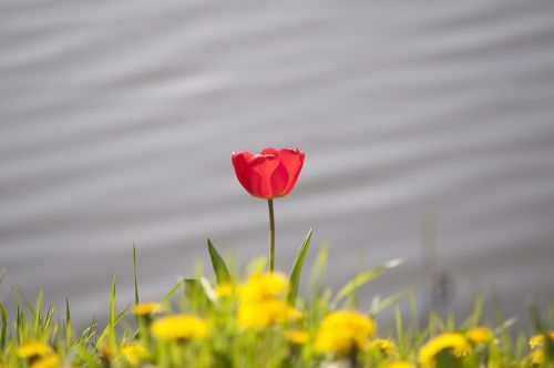 tulip spring flower