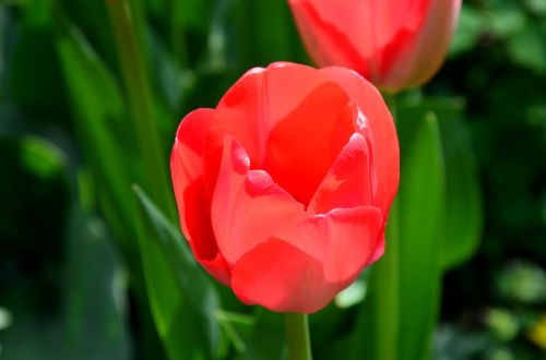 tulip flower spring