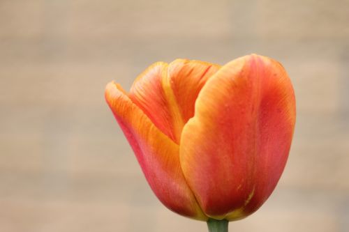 tulip orange flower