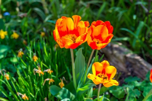 tulip flowers spring