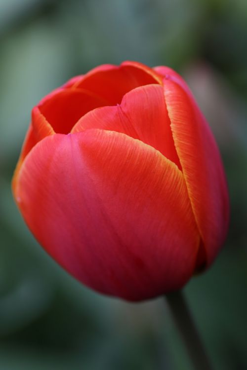 tulip red orange