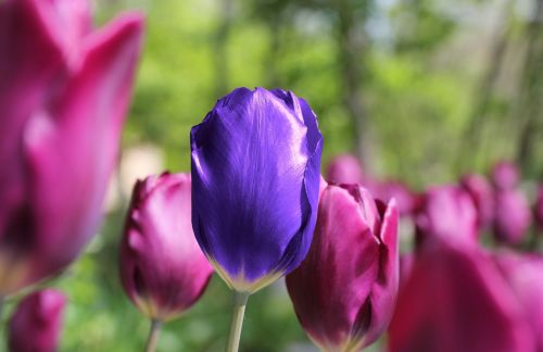 tulip flower unique