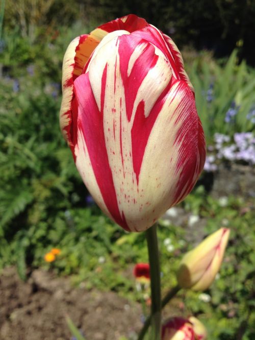 tulip spring garden