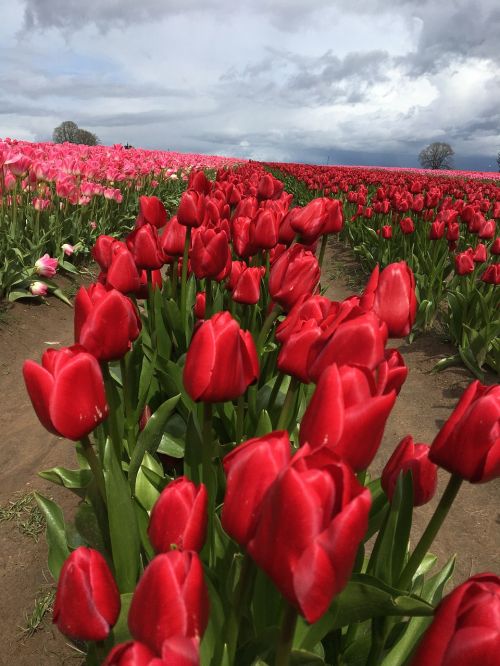 tulip red spring