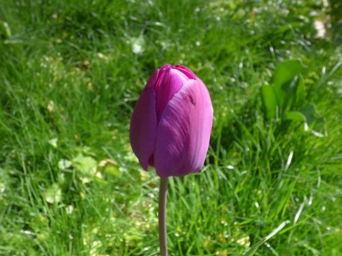 tulip spring flower