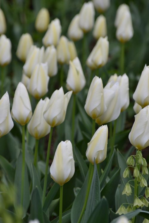 tulip white white flower