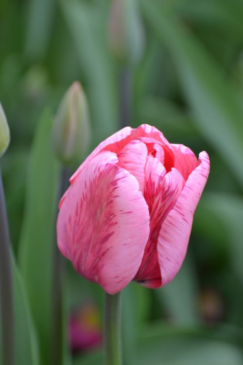 tulip close macro