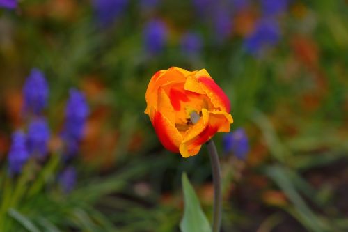 tulip spring flower